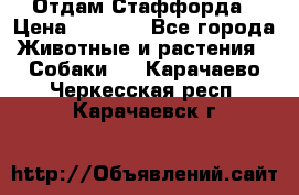 Отдам Стаффорда › Цена ­ 2 000 - Все города Животные и растения » Собаки   . Карачаево-Черкесская респ.,Карачаевск г.